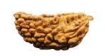 Feel Touch Mart 1 Mukhi Rudraksha (One Faced) Original Nepal Beads by Lab Certified