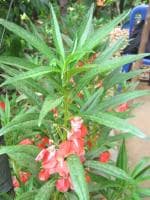 Plantzoin Garden balsam Gul-mehndi Impatiens balsamina Haragaura(Pink) Live Plant