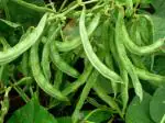 PARYAVARAAN Seeds | Dolichos Beans Vegetable Seeds F1 Hybrid Seeds All Season For Home Gardening pack of 20 seeds