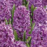 Plantogallery Green Hyacinth Flower Bulb (Pack Of 10) (Purple) | Outdoor Decor| Lawn and Garden| Garden| | Home Accessory| Home Decors| Lawn Accessory| Garending Accessory| Hyacinth Flower Bulb|