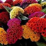 JIGNISHA SEEDS Cockscomb Mix Color Flower Seeds For Home Garden Pack Of 30