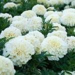 PARYAVARAAN Marigold Inca Seeds White Flower For Terrace Gardening pack of 10 seeds