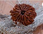 Feel Touch Mart 21 Mukhi Rudraksha Premium Nepal Brown Bead with Pendant with Original Lab Certified
