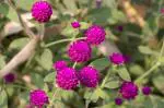 CooPany Gomphrena Purple Flower/Vadamalli Poo Healthy Live Plant with Safe and Secure Packing