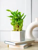 Nurturing Green Lucky Bamboo Plant With White Pot