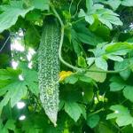 JIGNISHA SEEDS Bitter Gourd Jhalri Long - Desi Vegetable Seeds Pack Of 15