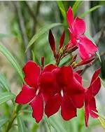 ROY'S FASHOIN Red karabi Plant (Hybrid, Pack of 1)