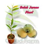 Cloud Farm Gulab Jamun Thai Variety Fruit Air Layered Grafted Outdoor Plant, Pack Of 1 SCF_188