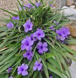 Platone Tecoma PlantTecma PlantLive Purple Mexican Petunia Lovely Flower Plants