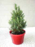 Heaven Of Saplings Christmas Tree Plant (Pack of 1)