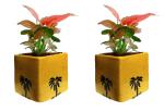 Abana Homes Yellow Air Purifying Plants Syngonium Mini With Pot (Pack Of 2)