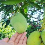 GREEN LINE Nursery Rare Carabao Mango Grafted 1.5 feet Height Philippine All Time variety 2 Healthy live Grafted Live Plant for Outdoor Garden Plant