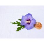 PYANABI BLUE HIBICUS FLOWER PLANT HYBRID GUDHAL TREE 17 INCH TEAL PB88