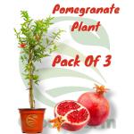 Cloud Farm Super Red Bhagwa Anar Hybrid Pomegranate Plant, Pack Of 3,SCF_305