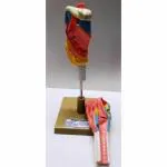 BNR EXPORTS Human Larynx Model Cut In 2 Parts Anatomical Model Mounted On Plastic Base Used For Medical Study