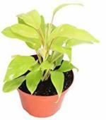 Cloud Farm Hybrid Philodendron Plant - 150 mm CF807