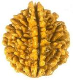 Shivoham 2 Mukhi Lab Certified Wooden Rudraksha