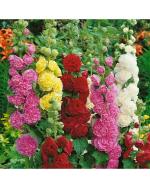 Double Peony Hollyhock Seeds