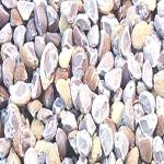 Xetomos Argyreia Speciosa Sweet Vidhara Vruddhadaru 150gms