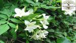 PLATONE Chameli Jasmine Jasminum Officinale Plant, it is a plant not a seed(Pack Of1)