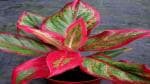 Corofitam Aglaonema Plant F00002
