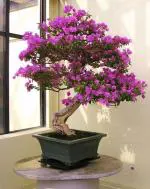 Platone Bougainvillea PlantKagaj PlantL001
