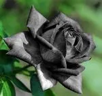 Cloud Farm Hybrid Unique Black Rose Plant - 200 mm CF50028