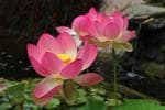 PUNARVA Lotus Flower Seed (Pack Of 15)