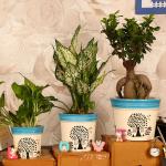 Justoriginals New Collection 3 pc set Balti Shape Flower Pot with Tree Print(Color:Multicolor) Plant Container Set (Pack of 3, Ceramic)