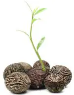 Green India Rare Tropical Alstonia scholaris Devil Tree Ezhilam Pala Tree Seed_100 gm