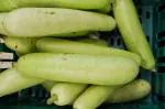 Tamransh Hn International Bottle Gourd Round Seed, 15 Seeds