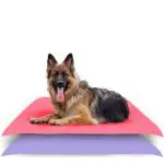 AMORITE Waterproof Pet Mat for Dogs Cats Puppy Durable Washable Pet Dry Sheet Lightweight and Portable Training Pads for Dogs (Size- 140 x 100 cm Large Combo, Color- Salman Rose + Violet)