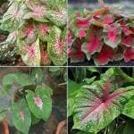 PARYAVARAAN Caladium Bulbs Multiclours (pack of 4 bulbs)