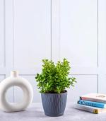 Nurturing Green Jade Plant In Grey Tide Self Watering Planters Pots