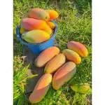Cloud Farm Mango Plant Hybrid Rare Vietnamese Banana Shaped Mango Grafted Healthy Plant. CF_1020