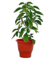 Zomoloco Tulsi PlantTuloshi PlantKrishna Tulsi Live Plant with pots a