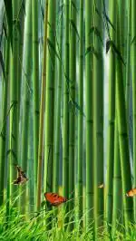 Eurotex Polypropylene Green Bamboo Design PVC Wallpaper 53 x 1000 cm (EW-0901)
