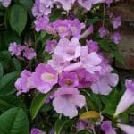 NavaUrja Garlic Vine (Mansoa Alliacea) Flower Plant