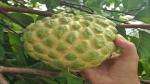 The Entacloo Custard Apple Plant Custard Apple / Sita Fal Live Plant[CF1]