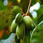 Earth Angels Almond PlantAmond PlantFarmer Live Plant Badam Indian Almond Andaman For Balcony Garden Plant(1 Healthy Live Plant)