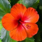 Cloud Farm Hybrid Light Orange Hibiscus Plant - 200 mm CF_A180