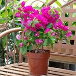 PARYAVARAAN Bougainvillea Live Outdoor Flower Gardening Plant with Pot
