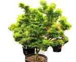 Platone Neem PlantNim PlantNeem Bonsai m