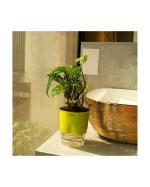 Kyari Green Plastic Philodendron Broken Heart Live Plant with Self Watering Pot 11.5 x 9 x 11.5cm (Pack of 1)