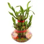 Leafy Tales Lucky Bamboo Plant In Glass Bowl With Jelly Balls