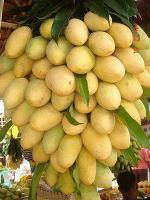 Earth Angels Mango PlantAmm PlantHybrid Tasty Lakshmanbhog Mango Live Plant 2 feet height.