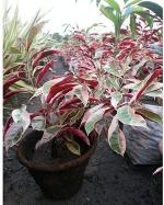 Platone Excoecaria/Laila Majnu PlantLayla Mojnu PlantExcoecaria/Laila Majnu Plant[CF_A245]