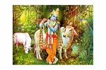 Divinedesigns Multicolor Vinyl Krishna Ji With Gau Mata Sticker