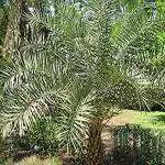 Kapebonavista Phoenix sylvestris Silver Date Palm Sylvester Palm Tree Plant