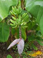 Cloud Farm Hybrid Bluggoe Banana Plant - 200 mm CF_A42